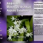 Κάψουλες Φρέσκων Φύλλων Άγριου Σκόρδου