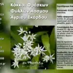 Κόκκοι Φρέσκων Φύλλων Άοσμου Άγριου Σκόρδου